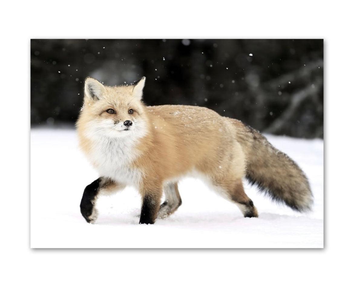 Loon Peak® Red Fox In Snow Photo Snow Pictures For Wall Fox Poster Fox  Pictures For Wall Decor Cool Fox Wall Fox Animal Decor Wildlife Fox Snow  Framed On Paper Print