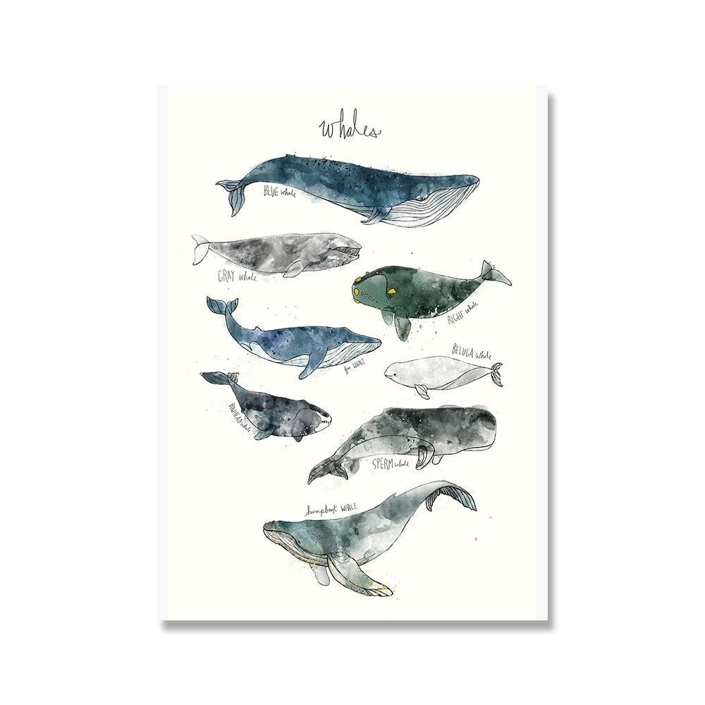 whale species poster