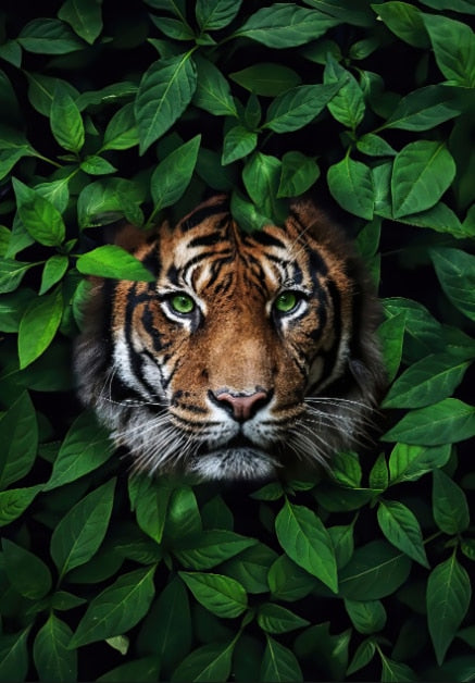 Siberian Tiger Animal Flower Mural Poster