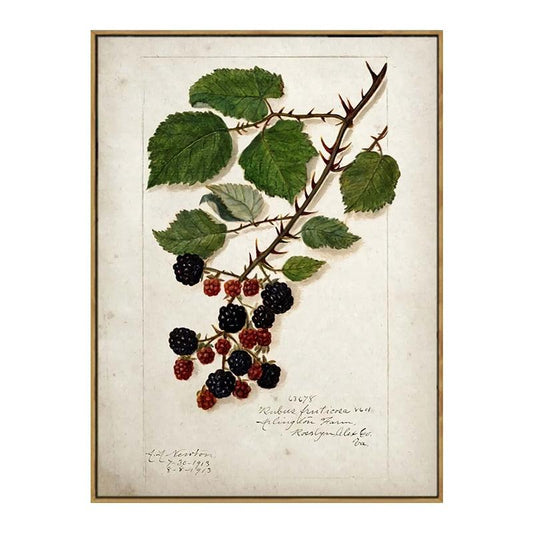 Blackberries Aesthetic Fruit Kitchen Wall Art Poster - Aesthetic Wall Decor