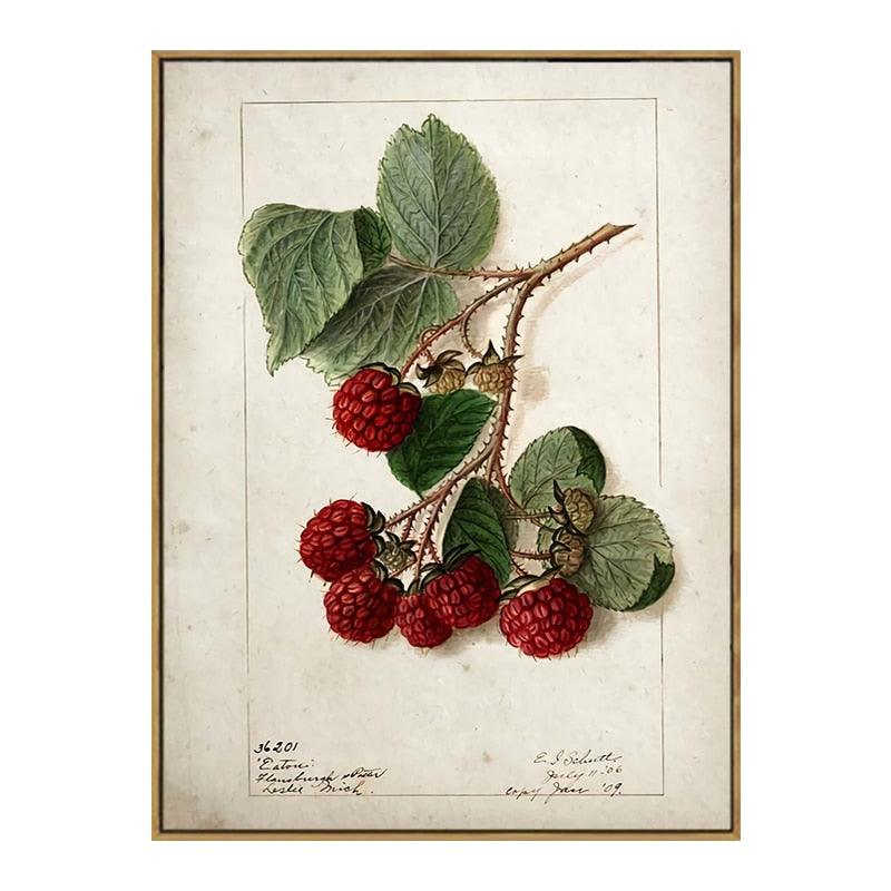 Rasberry Aesthetic Fruit Kitchen Wall Art Poster - Aesthetic Wall Decor